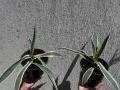 🌿 💞🌼 Столетник (Agave americana ‘Variegata’), снимка 2