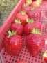Продавам разсад ягоди сорт Алба., снимка 3