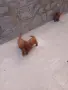 Tyi Mini Pydel Sladyri, снимка 17