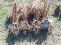 Продавам разсад малини Херитидж, снимка 3