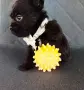 Floodle Frenchie момченце , снимка 6