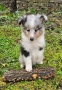 Кученца Шелти женска, снимка 5