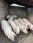 Продавам прасета, снимка 1