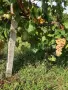 Продам грозде Булгар за ракия и вино, цена 0.70 цента.Намира се в Ново Железаре. Тел.0888466786, снимка 2