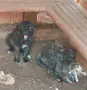 Свободни кангали Чапар., снимка 1