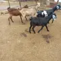 продавам 4 ярета, снимка 2