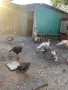 Здрави и добре гледани пуйки, подходящи за отглеждане., снимка 3