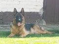 Търся немска овчарка , снимка 4