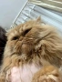 Персийски котета, снимка 10