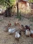 Продавам патици , снимка 4
