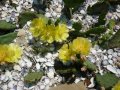 Студоустойчиви кактуси Опунция (Бодлива круша) подходящи за Вашата красива градина, снимка 1 - Градински цветя и растения - 29201767