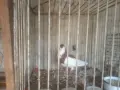 Продавам гълъби, снимка 15
