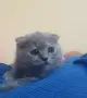 Прекрасни Шотландски Клепоухи котенца (Scottish Fold), снимка 8
