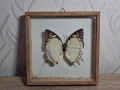 Препарирана Пеперуда в Рамка, снимка 1