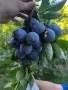 Продаваме Сини Сливи от Производител, снимка 2