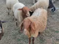овце, кочове, кози , снимка 1
