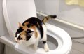 Да научим котката да ходи в човешката тоалетна! котешка коте, снимка 6
