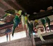 Пойни папагали ., снимка 2