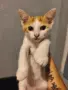 ПОДАРЯВАМЕ котенца, снимка 1