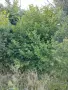Продава земя със стара къща с. Ваксево, област Кюстендил, снимка 4