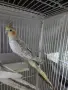 Мъжка корела на 4месеца , снимка 1