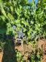🍇 Продавам качествено грозде Болгар, Мелник 55 и Широка мелнишка – директно от производител, снимка 3