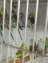 Вълнисти папагали и Корели , снимка 3