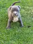 Топ Американско були покет American bully , снимка 11