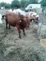 10 броя мъжки област Велико Търново село Раданово , снимка 9