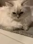 Шотлански котета, снимка 11
