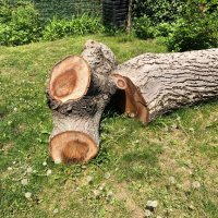 Орех дърво за материал-нарязан, снимка 3 - Други - 38083680