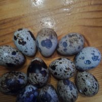 Яйца от пъдпъдъци, снимка 2 - други­ - 42841001