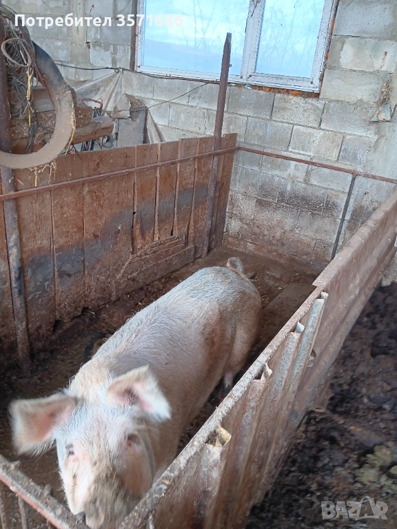 3 броя Прасета, снимка 1