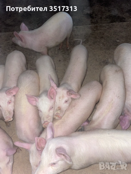 Продавам малки прасенца, снимка 1