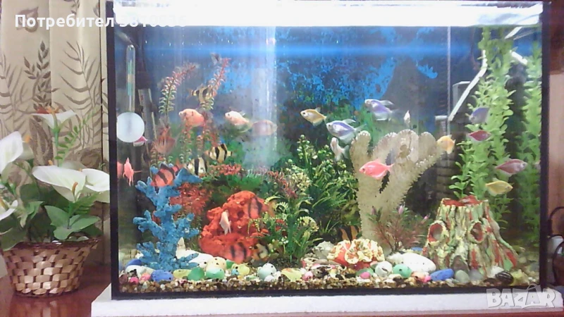 Аквариум , снимка 1