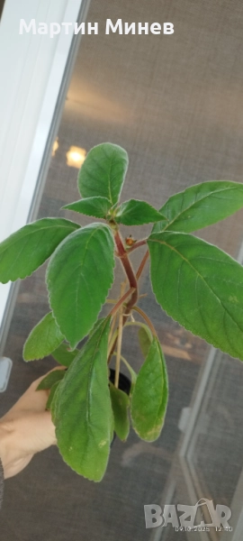 Kohleria amabilis, снимка 1