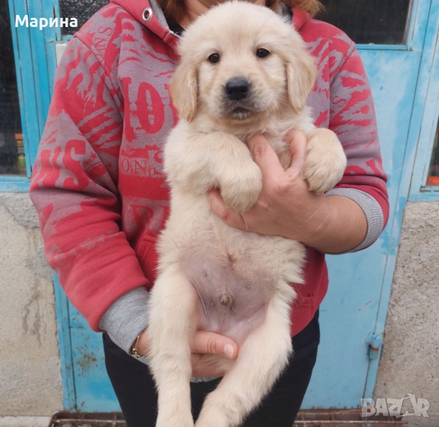 Голдън ретривър кученце, снимка 1