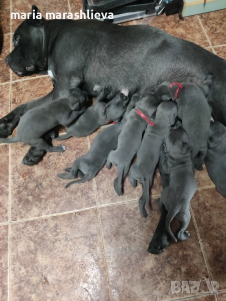 Малки Кане корсо, снимка 1