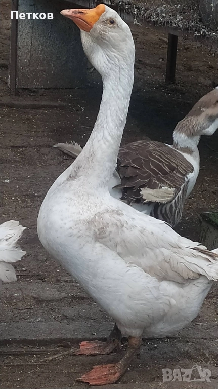 Гъсок  за бартер, снимка 1