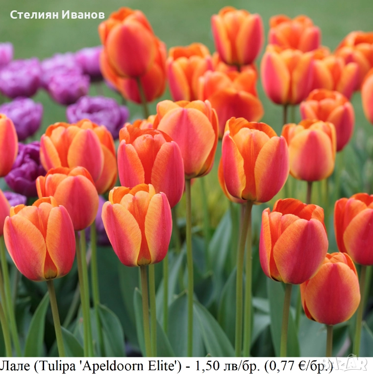 Лале (Tulipa 'Apeldoorn Elite') – луковици, снимка 1