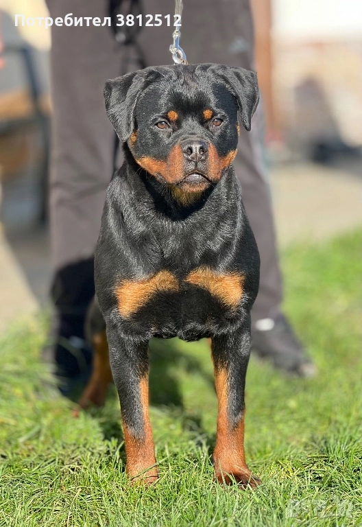 Продава се, снимка 1