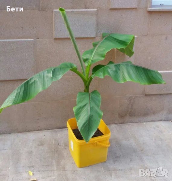  Банови палми Муса- НАМАЛЕНИ, снимка 1