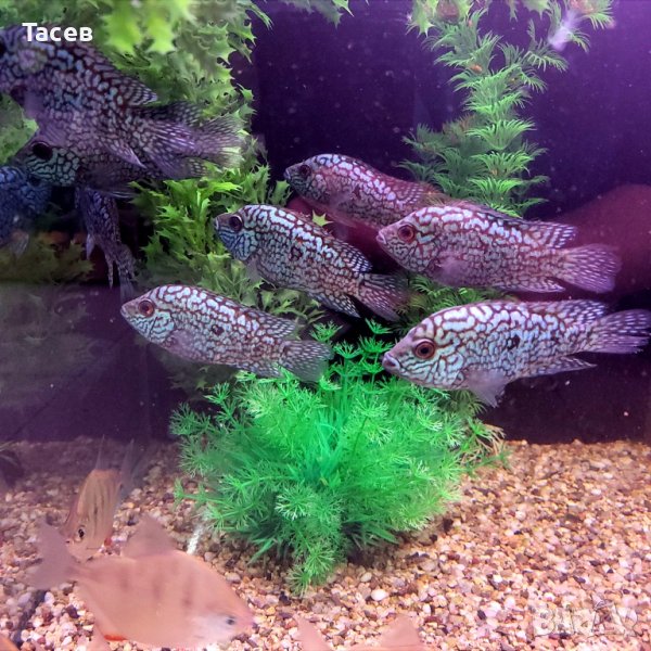 BLUE TEXAS CICHLID 7-8см, снимка 1