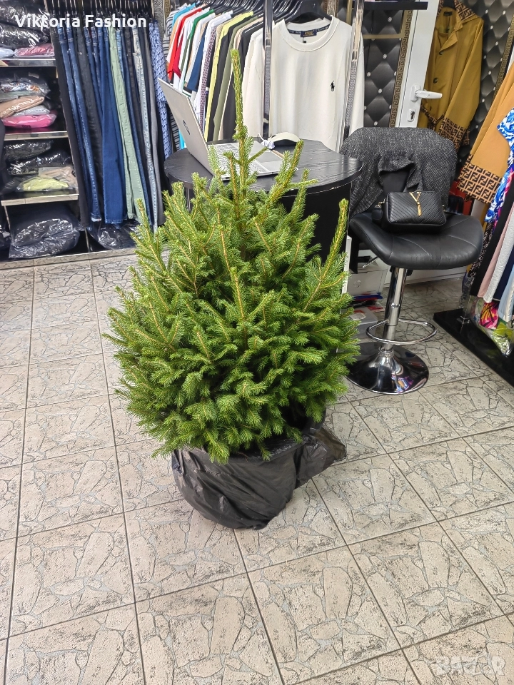 коледна елха, снимка 1