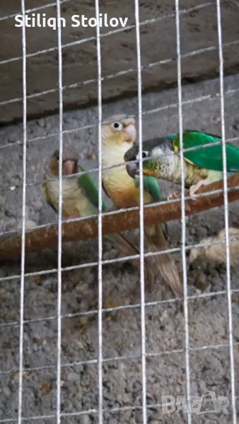 Млади пирура молина хипоксантия, снимка 1