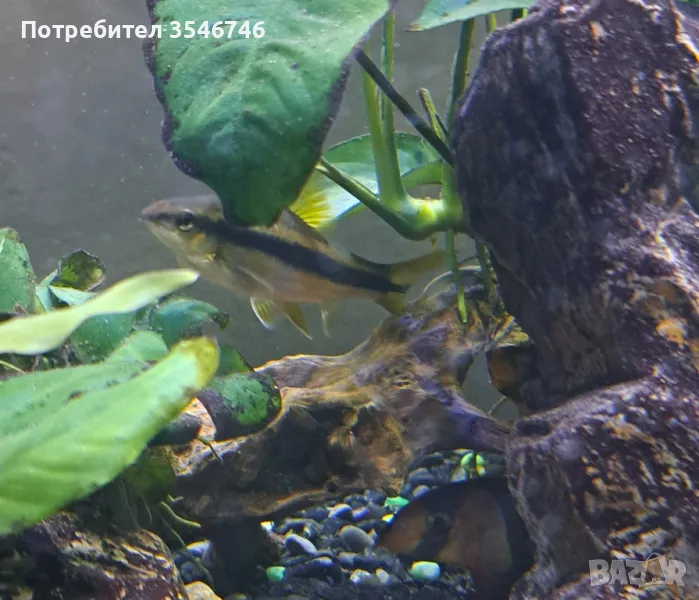 Сае/сиамски алгояд/, снимка 1