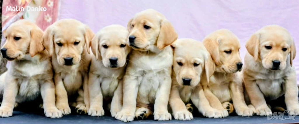 7 невероятни момичета , снимка 1