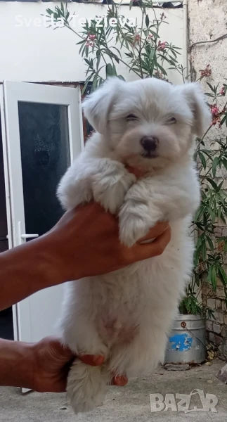 Болонка момиченца, снимка 1