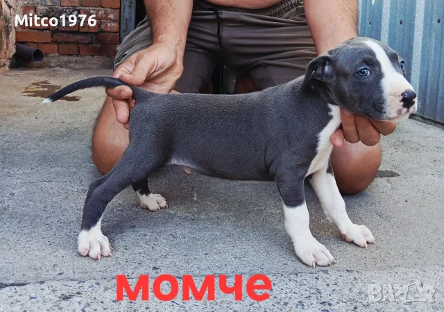 Pitbul-Питбул-Pitbul, снимка 6 - Питбул - 55892121