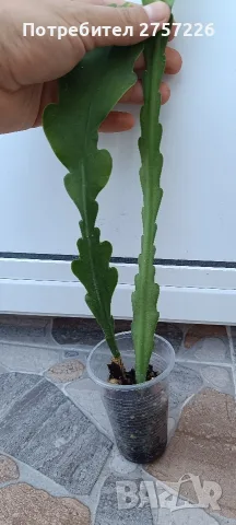 Disocactus crenatus, снимка 5 - Стайни растения - 56515596